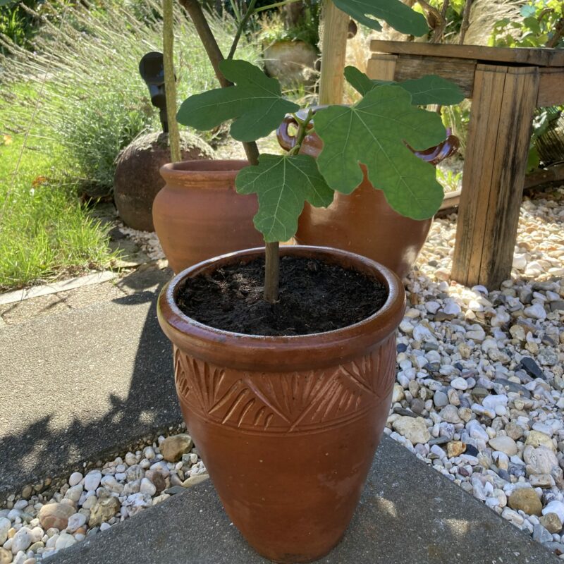 vijgenplant in pot