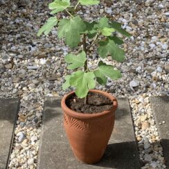 vijgenplant in pot