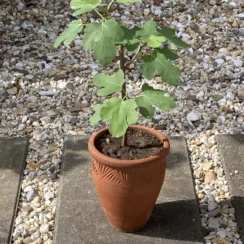 vijgenplant in pot